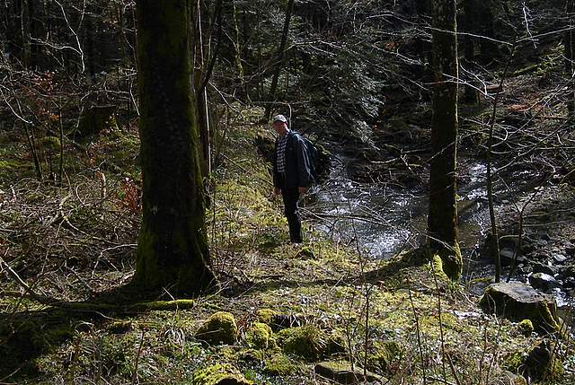 Il Risveglio dei Funghi